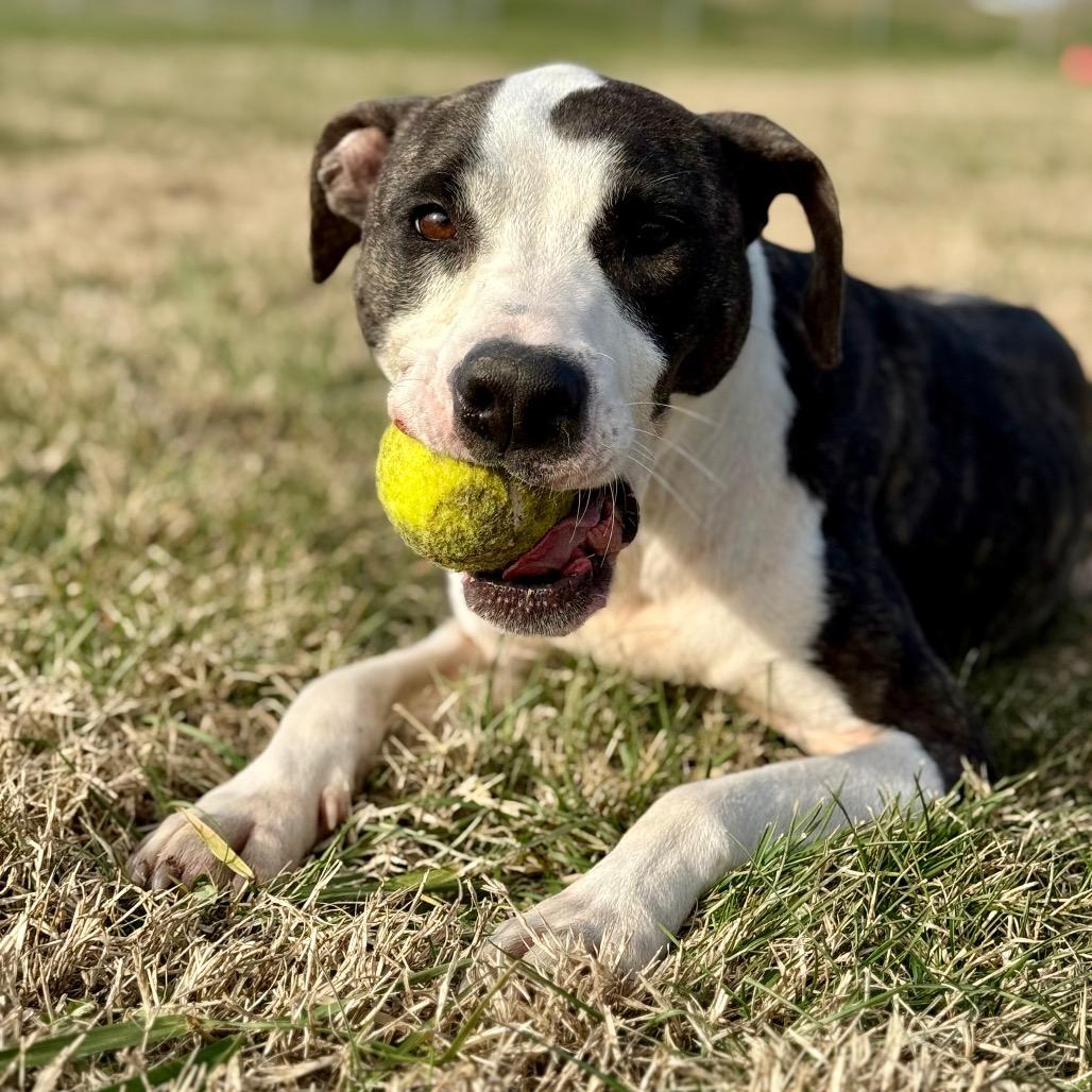Wren, Adoptable, Adult Female Mixed Breed.