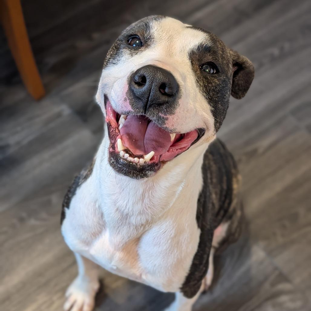 Enlarge Wren, a Adoptable Mixed Breed in Jeffersonville, IN image 3/6