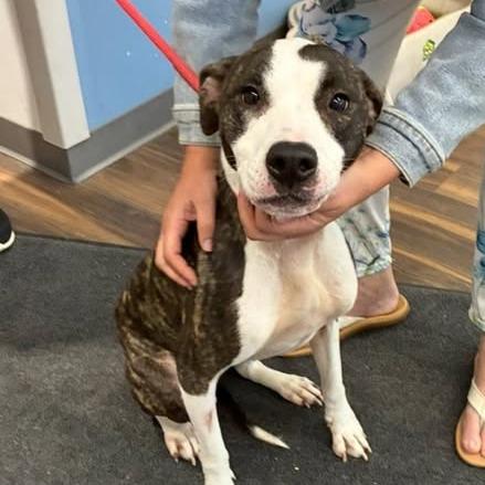 Wren, Adoptable, Adult Female Mixed Breed.