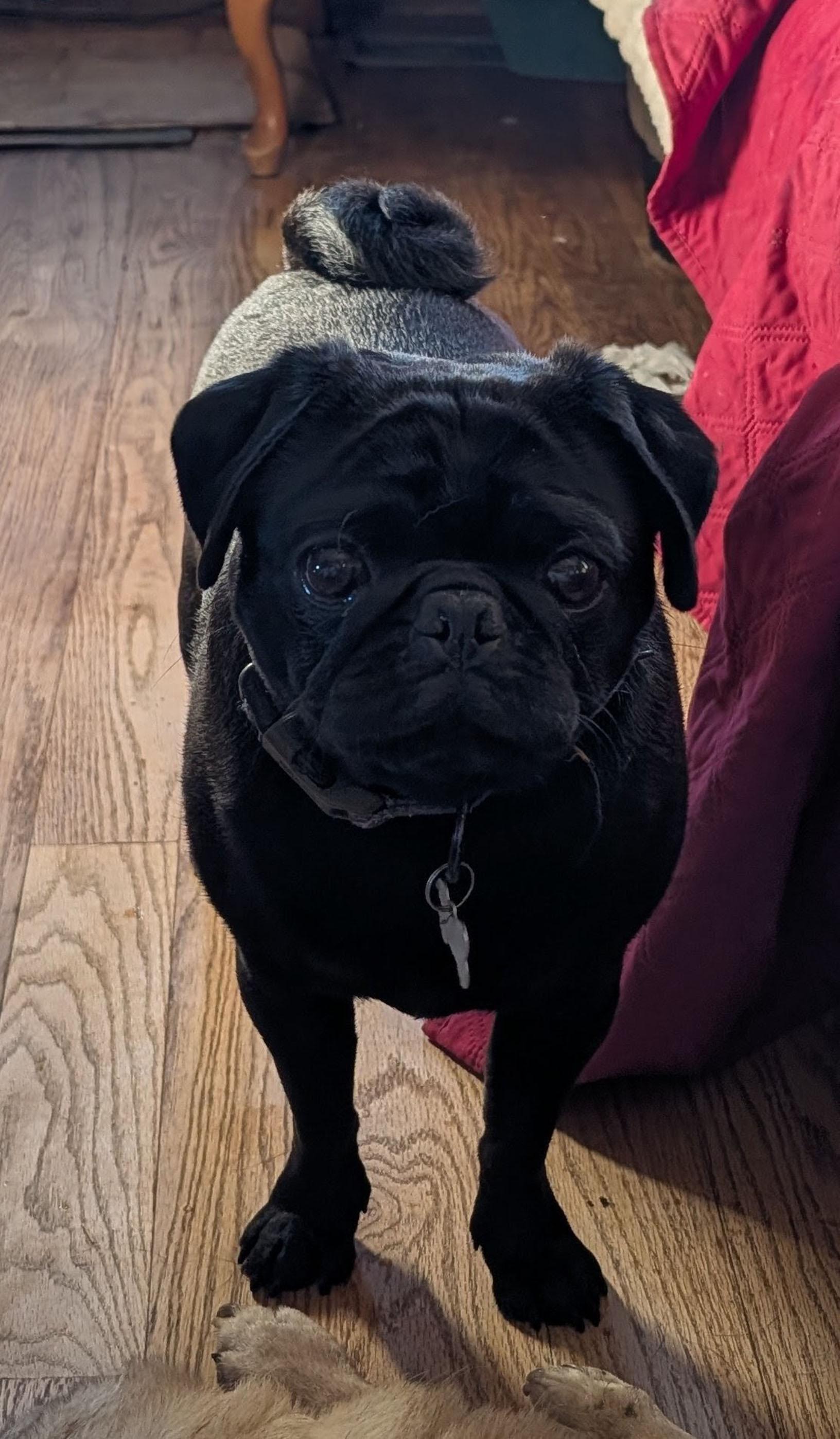 Teddy, ADOPTABLE, Adult Male Pug.