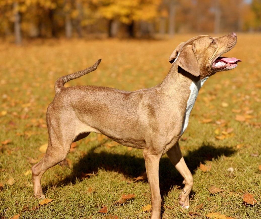 Serena 25/737, Adoptable, Adult Female Pit Bull Terrier.