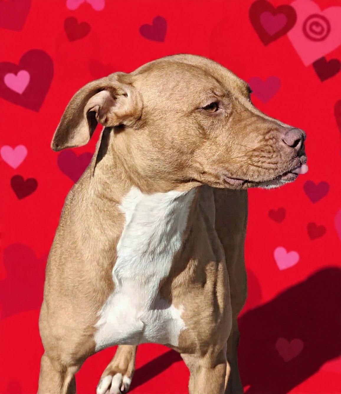 Enlarge Serena 25/737, a Adoptable mixed breed in Talladega, AL image 2/3