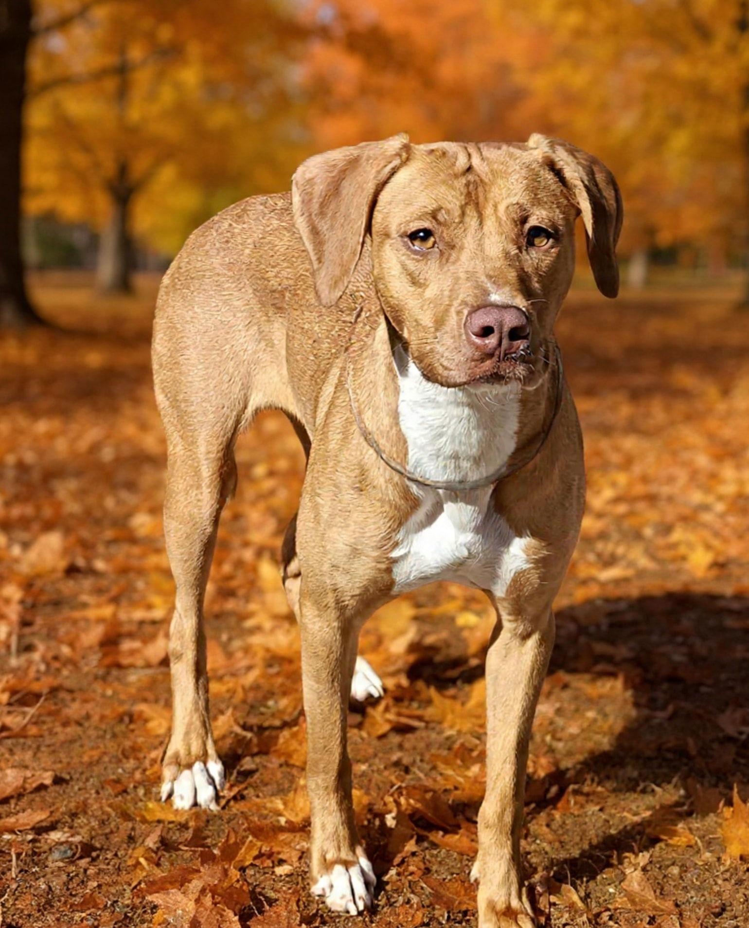 Enlarge Serena 25/737, a Adoptable Pit Bull Terrier in Talladega, AL image 2/3