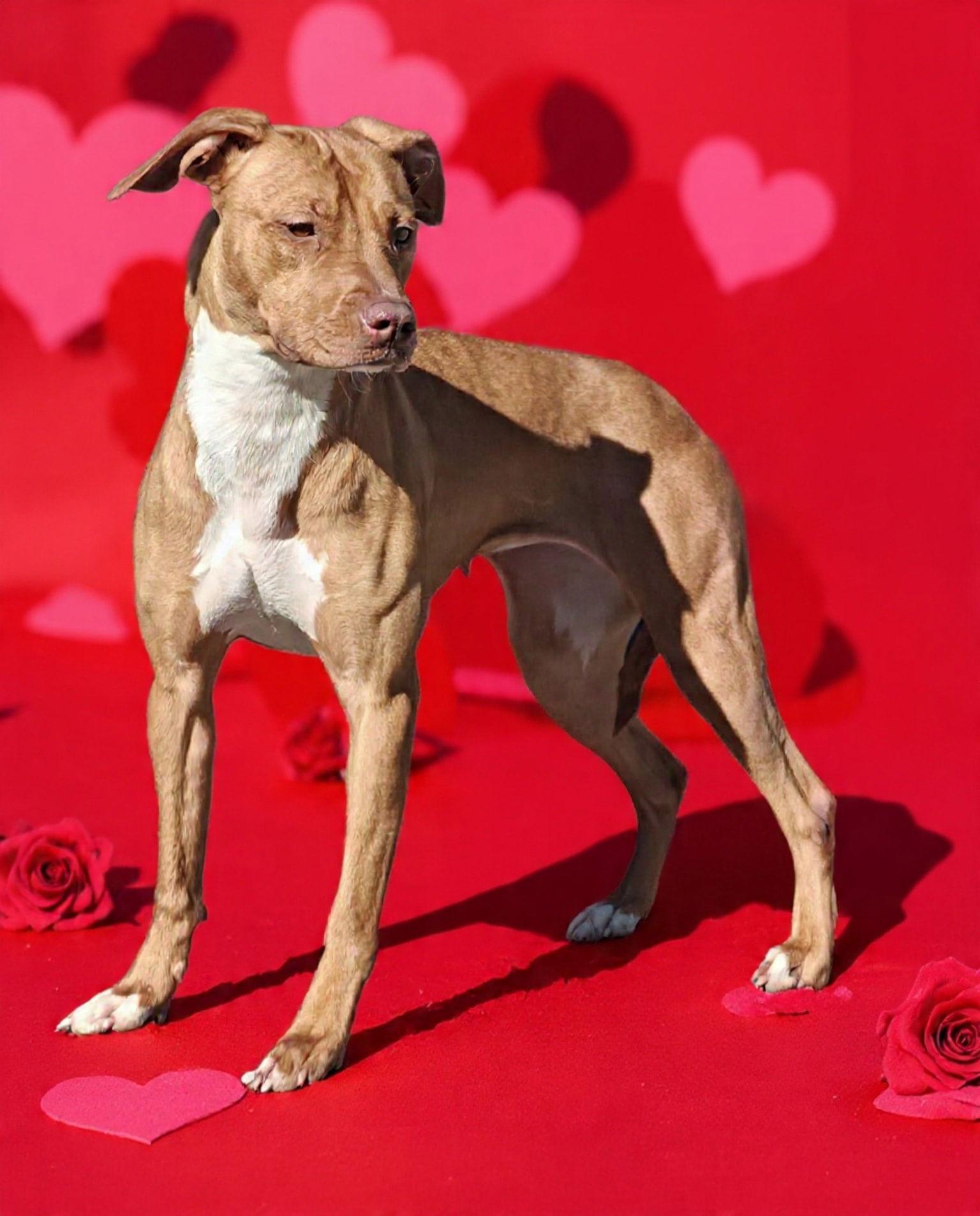 Enlarge Serena 25/737, a Adoptable mixed breed in Talladega, AL image 3/3