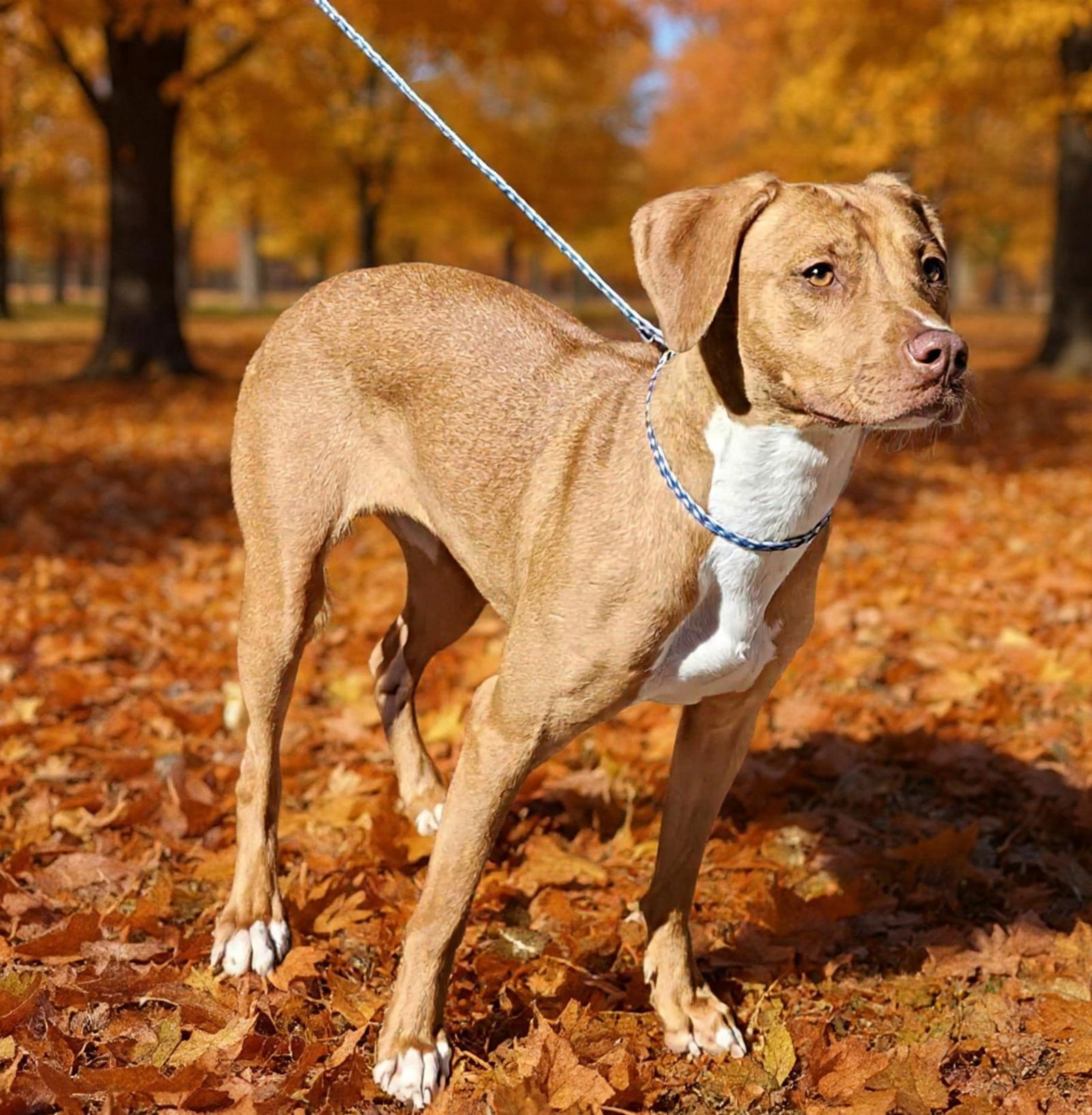 Enlarge Serena 25/737, a Adoptable Pit Bull Terrier in Talladega, AL image 3/3