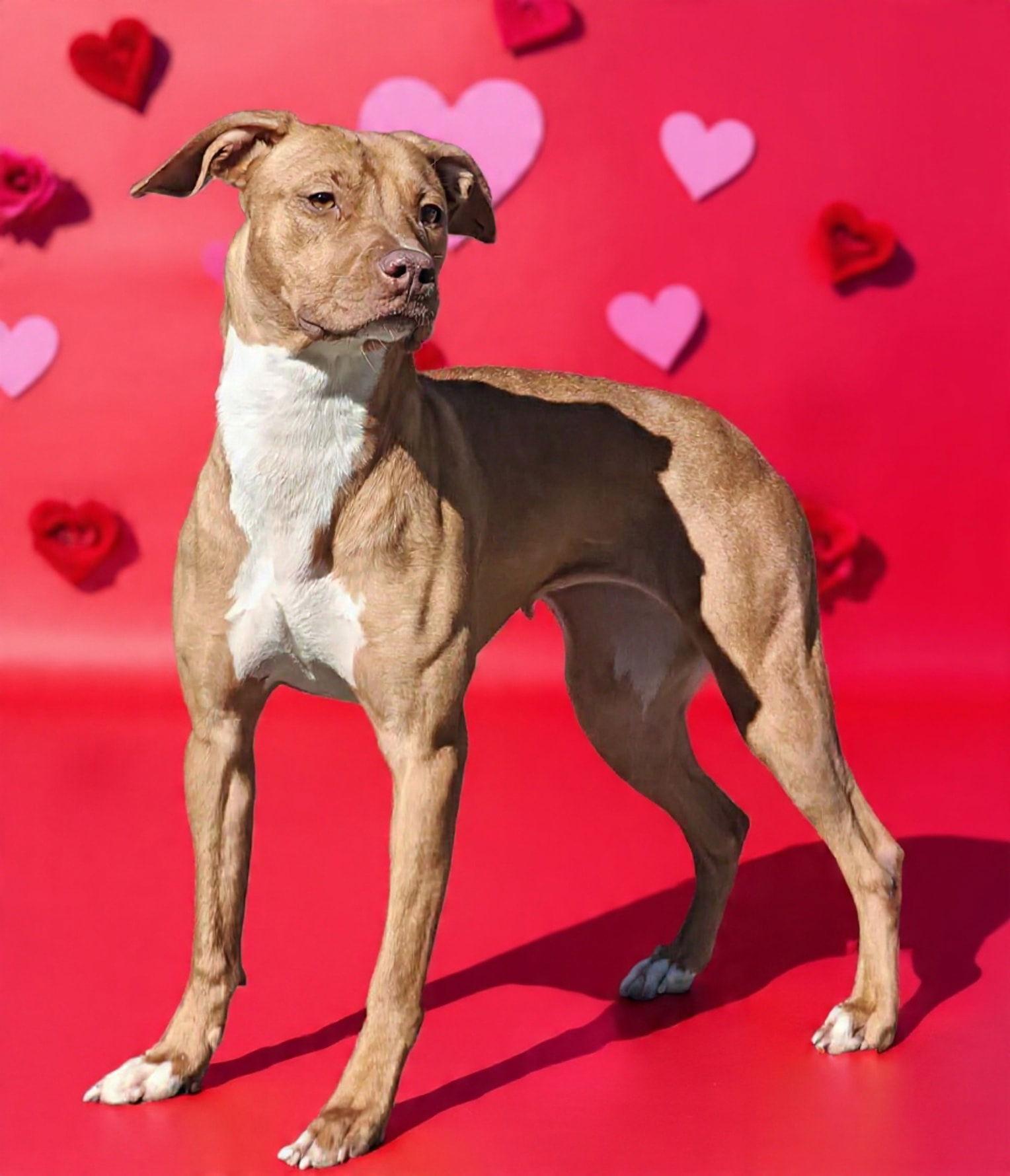 Enlarge Serena 25/737, a Adoptable mixed breed in Talladega, AL image 1/3