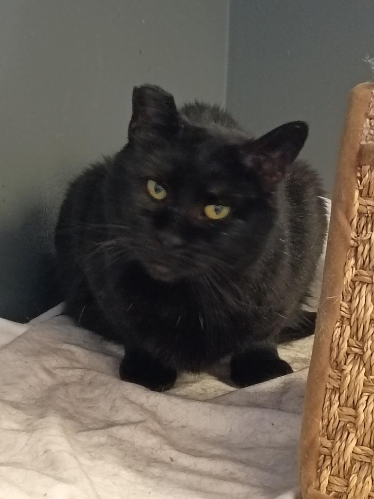 Bagel, Adopted, Adult Female Domestic Short Hair.