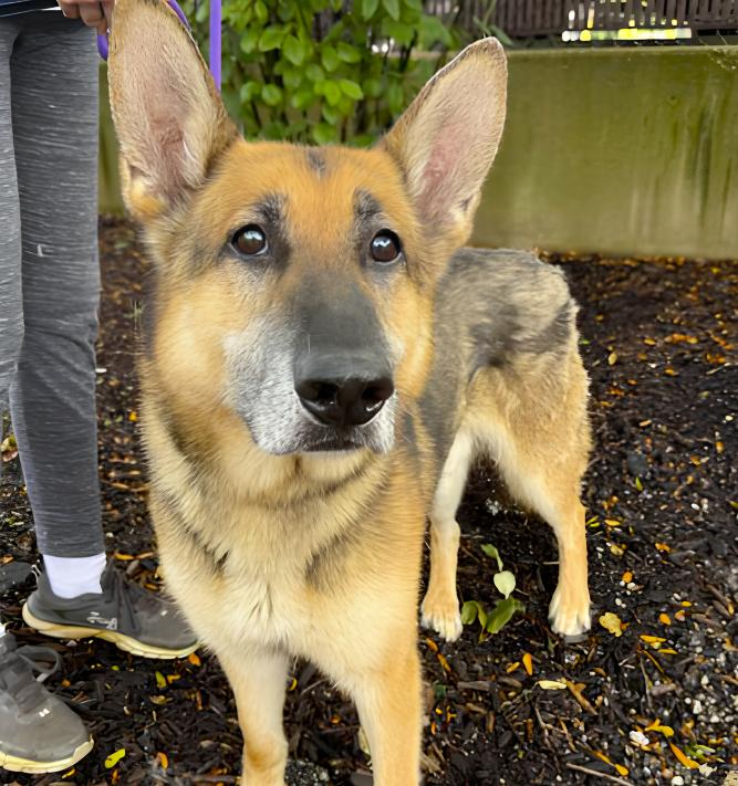Canelo, a ADOPTABLE German Shepherd Dog in Naperville, IL image 4/4