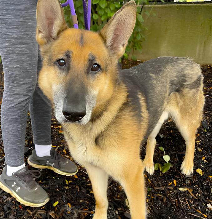 Canelo, a ADOPTABLE German Shepherd Dog in Naperville, IL image 3/4