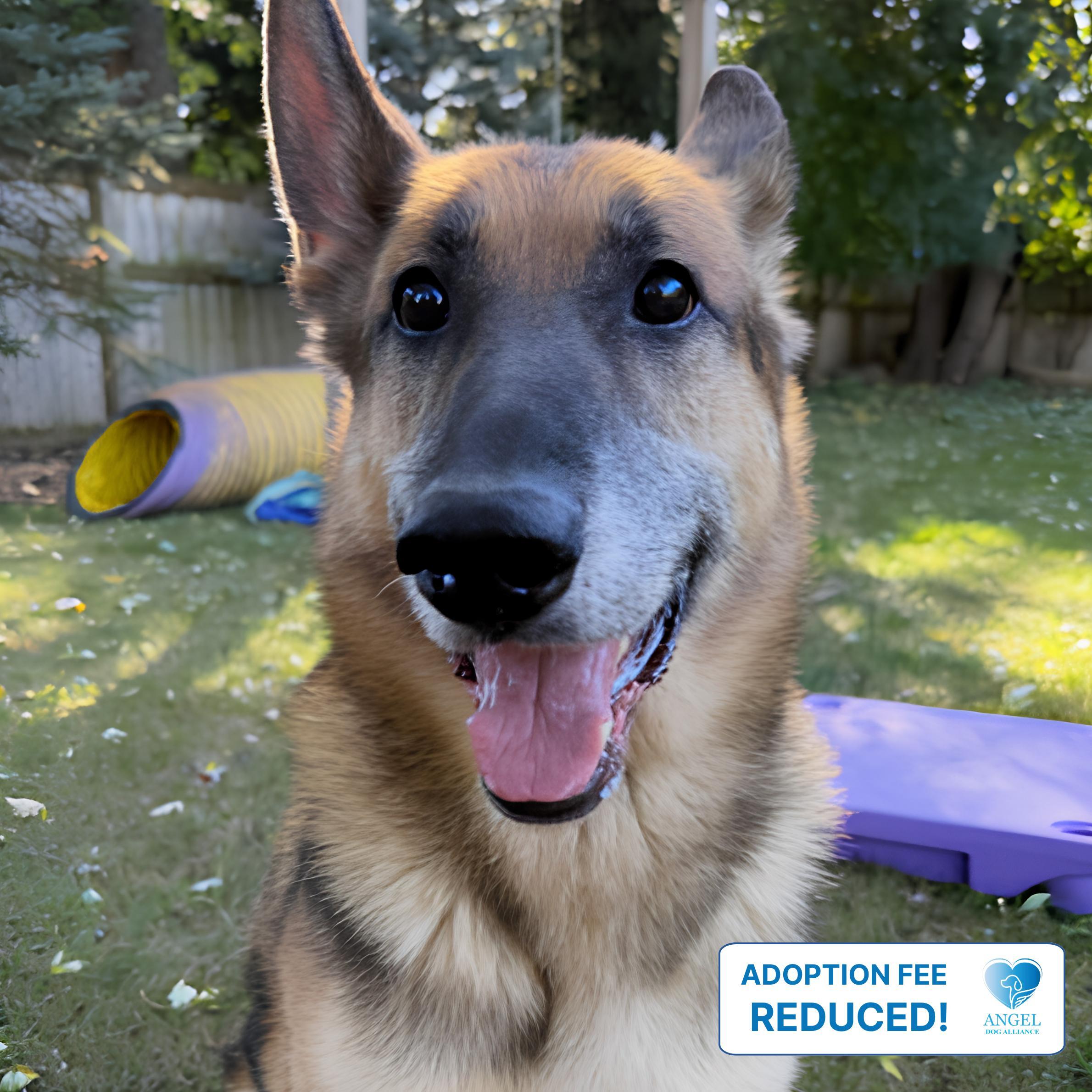 Canelo, ADOPTABLE, Adult Male German Shepherd Dog.