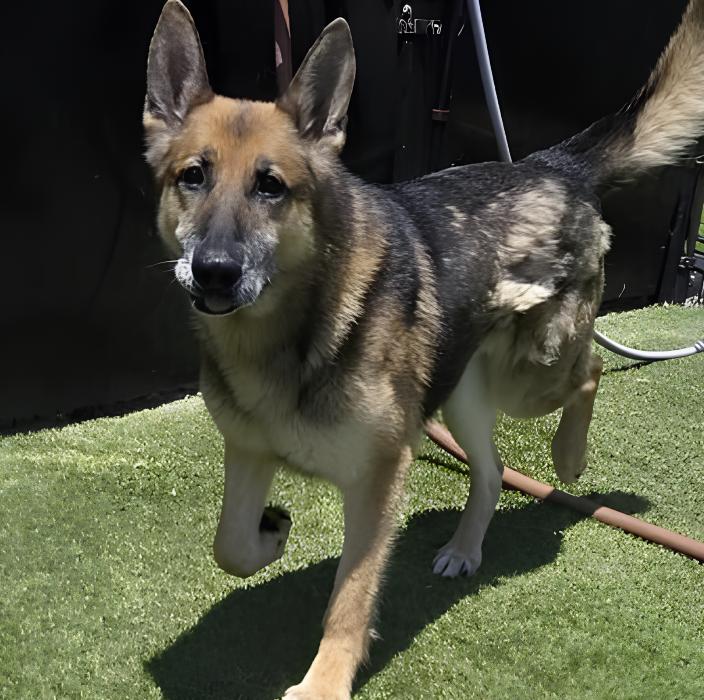 Canelo, a ADOPTABLE German Shepherd Dog in Naperville, IL image 2/4