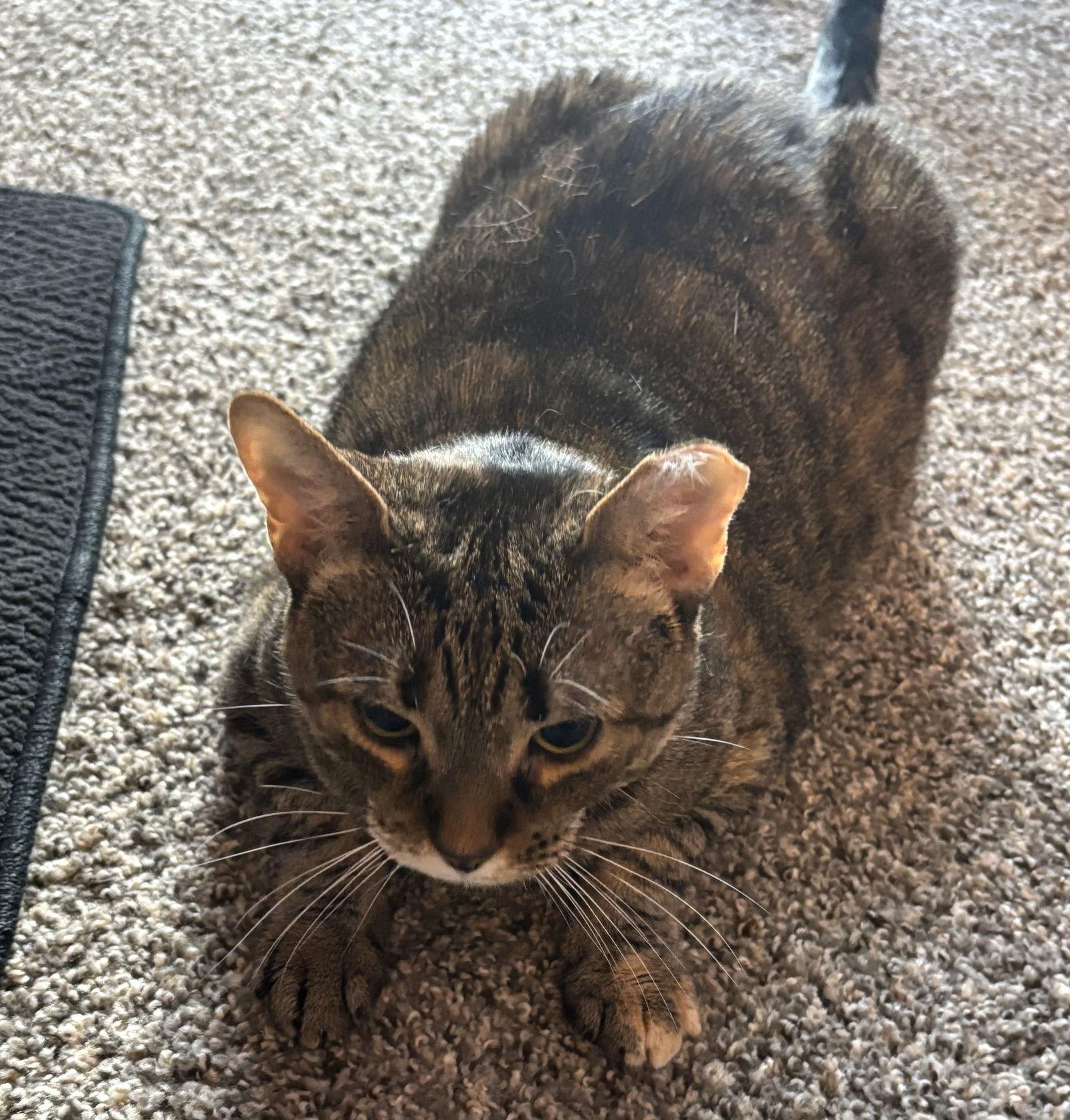 Enlarge $0 ADOPTION FEE!! Venelope (Special Soul Needed), a Adoptable Domestic Short Hair in Harrisburg, PA image 1/3