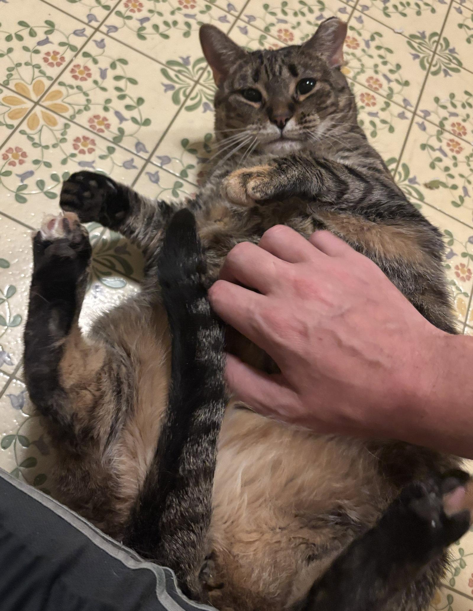 Enlarge Venelope (Senior Cat Special Soul Needed!), a Adoptable Domestic Short Hair in Harrisburg, PA image 2/3