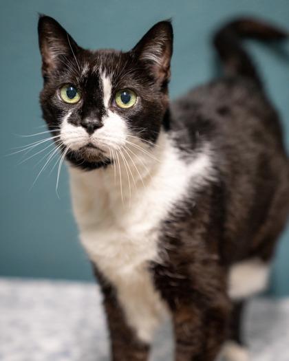 Emmy, Adoptable, Senior Female Domestic Short Hair & Domestic Short Hair.