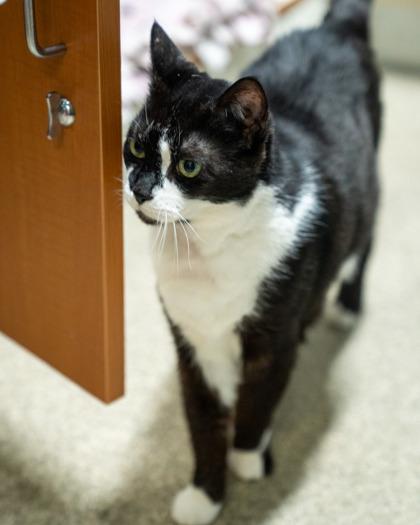 Enlarge Emmy, a Adoptable mixed breed in Pequot Lakes, MN image 2/3