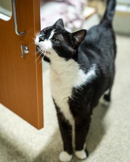 Enlarge Emmy, a Adoptable mixed breed in Pequot Lakes, MN image 3/3