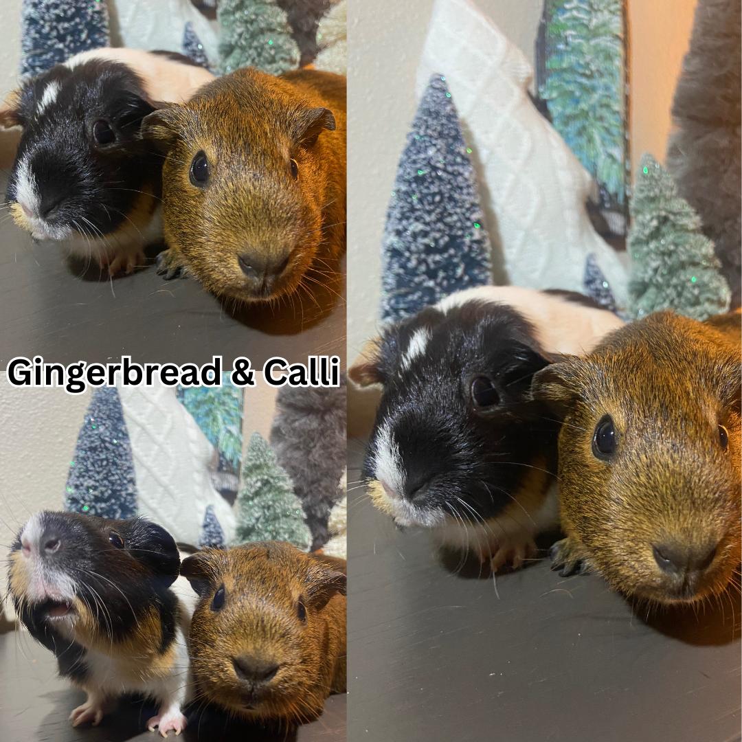 Gingerbread & Callie, ADOPTABLE, Young Female Guinea Pig.
