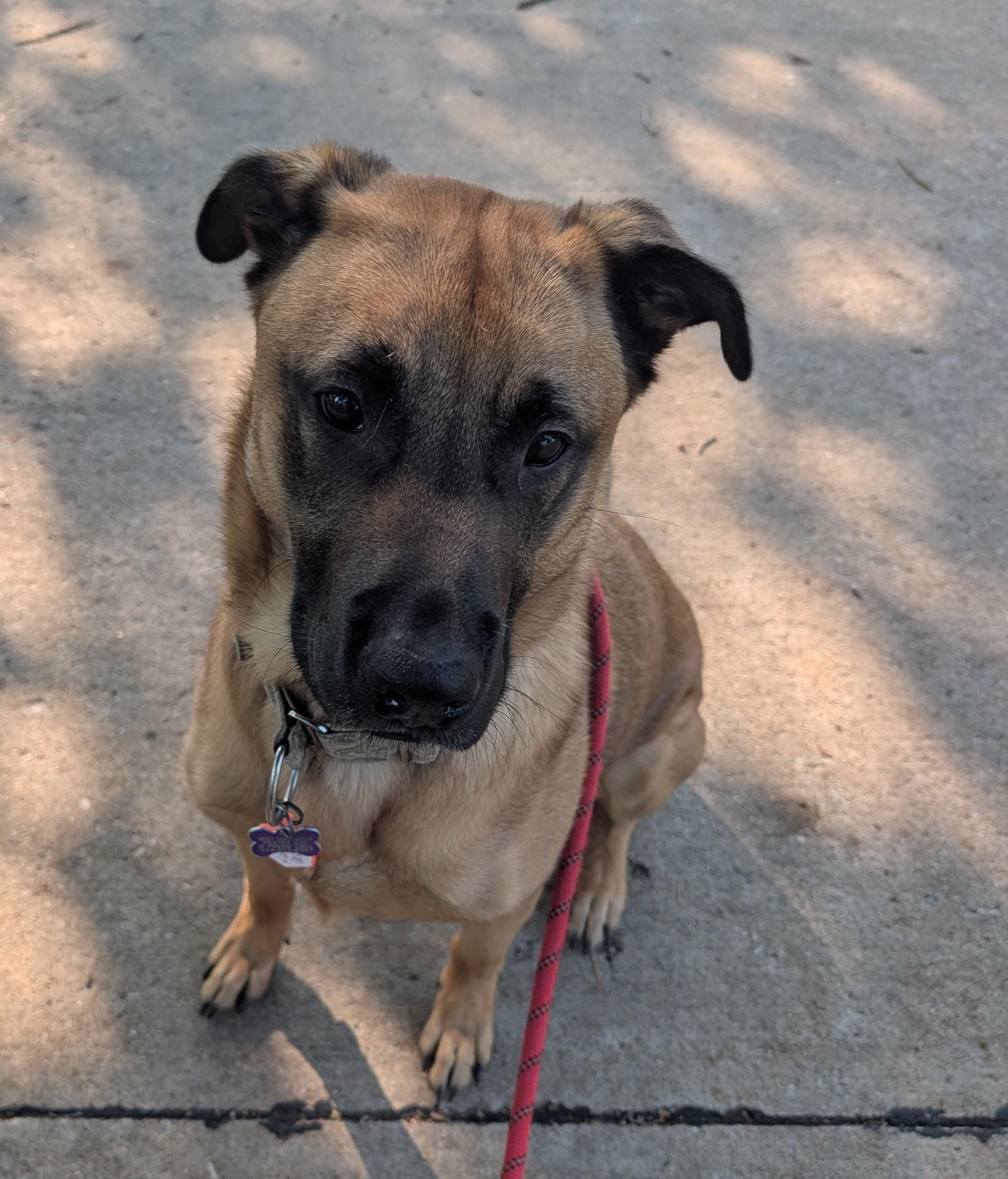 Peanut Collins, a Adoptable Belgian Shepherd / Malinois in St. Louis, MO image 1/3