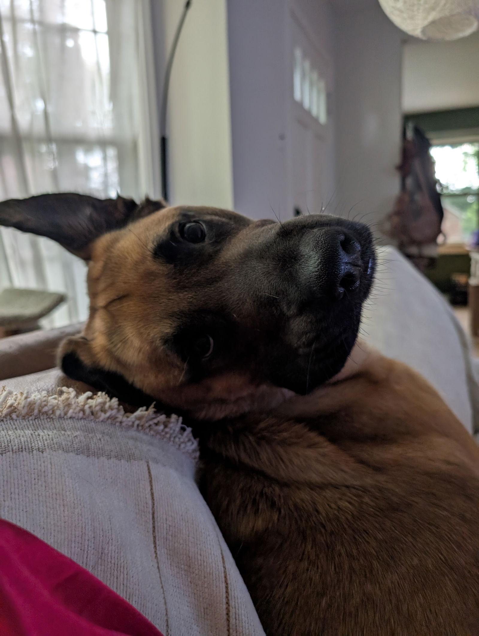 Enlarge Peanut Collins, a Adoptable Belgian Shepherd / Malinois in St. Louis, MO image 2/3