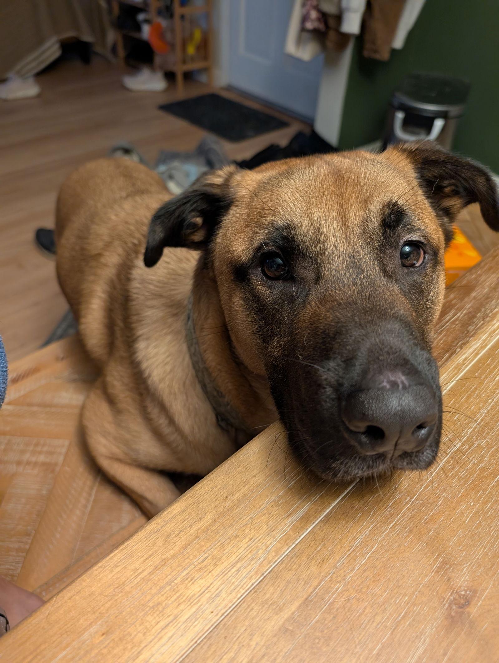 Peanut Collins, a Adoptable Belgian Shepherd / Malinois in St. Louis, MO image 3/3