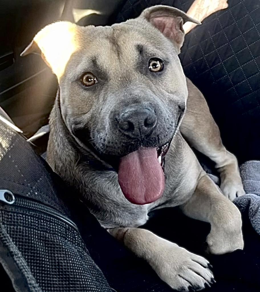 Playful, funny and sweet George - looking for a fun dog who is good with females - he's your boy!, Adoptable, Young Male Staffordshire Bull Terrier.