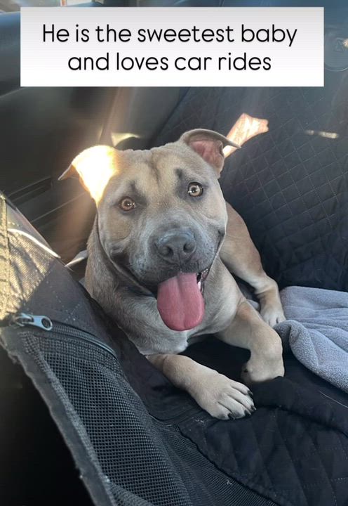Enlarge Playful, funny and sweet George - looking for a fun dog who is good with females - he's your boy!, a Adoptable Staffordshire Bull Terrier in San Marcos, CA video 2/2