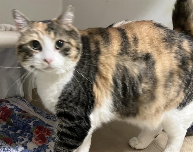 NALA, Adoptable, Adult Female Domestic Short Hair.