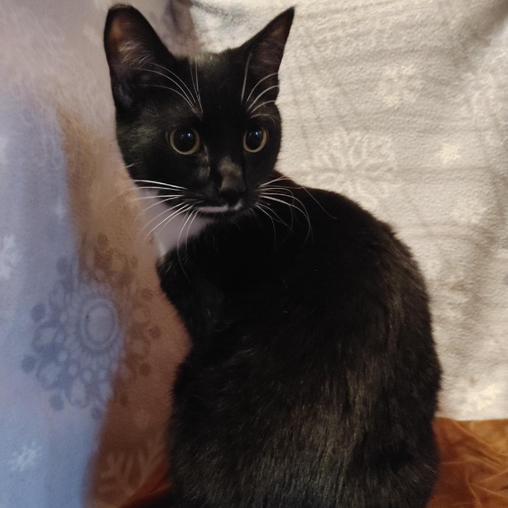 Xander, a Adoptable Domestic Short Hair in Springfield, OR image 2/5