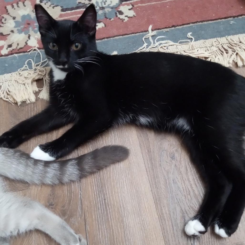 Xander, a Adoptable Domestic Short Hair in Springfield, OR image 4/5