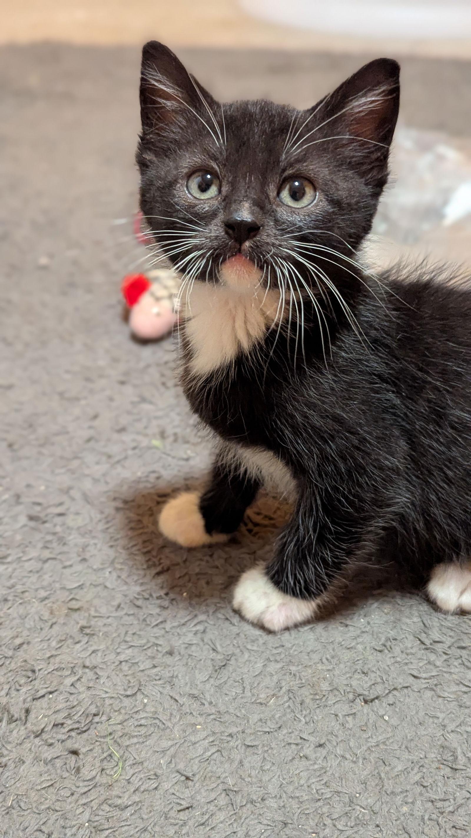 Enlarge Zion (2917), a Adoptable Tuxedo in Wesley Chapel, FL image 1/1