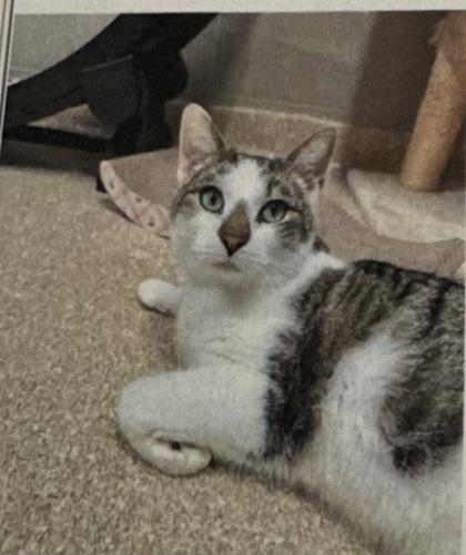 Bob, Adoptable, Adult Male Domestic Short Hair & Domestic Short Hair.