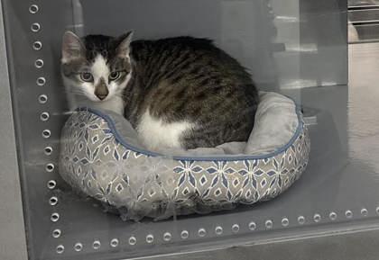 Bob, a Adoptable mixed breed in Port Republic, MD image 2/2