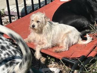 Rob Kendall, Adoptable, Adult Male Shih Tzu & Maltese.