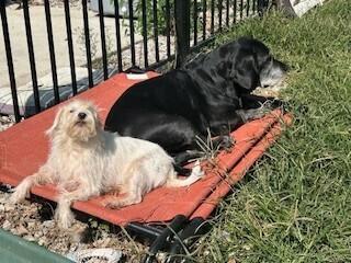Rob Kendall, Adoptable, Adult Male Shih Tzu & Maltese.