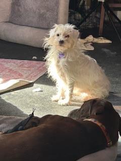 Enlarge Rob Kendall, a Adoptable mixed breed in Cloverdale, IN image 3/4