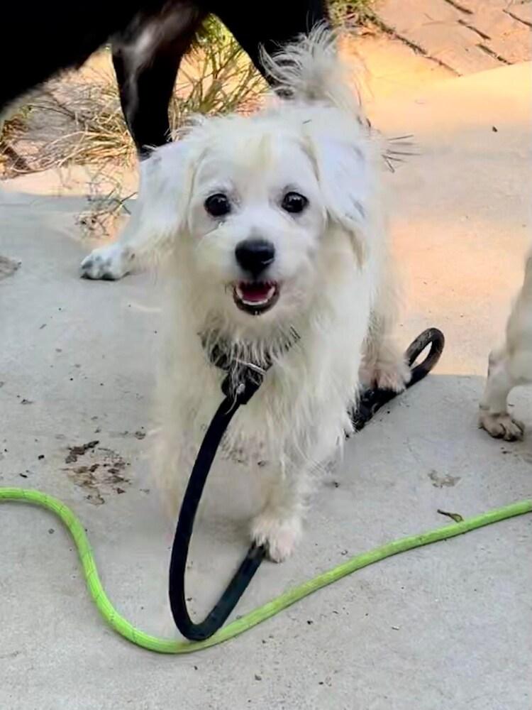 Rob Kendall, Adoptable, Adult Male Shih Tzu & Maltese.