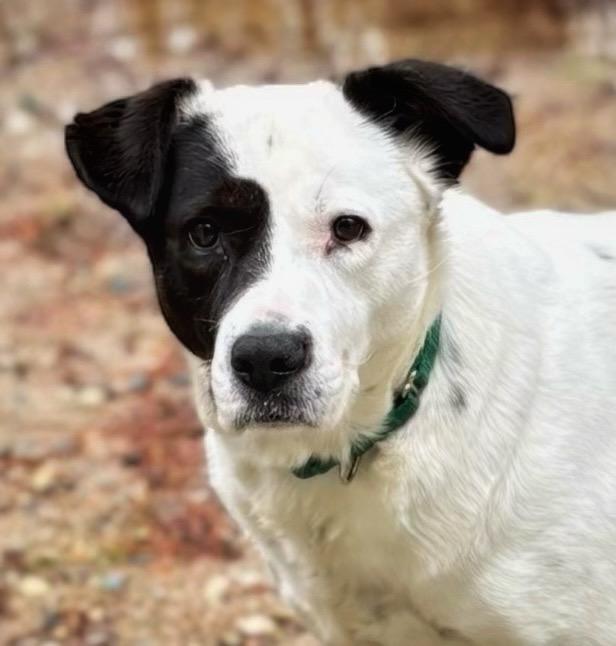 Enlarge Peggy - LOCAL, a Adoptable mixed breed in Princeton, MA image 1/6