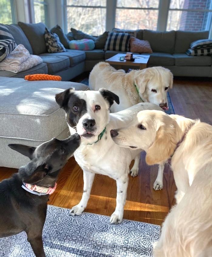 Enlarge Peggy - LOCAL, a Adoptable mixed breed in Princeton, MA image 2/6