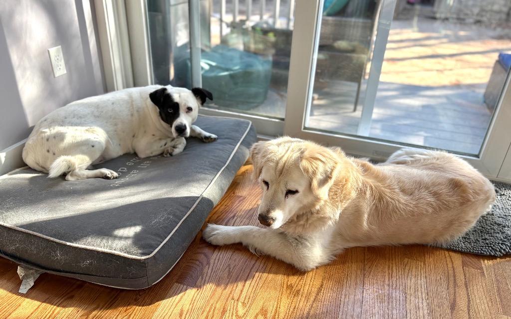 Enlarge Peggy - LOCAL, a Adoptable mixed breed in Princeton, MA image 3/6