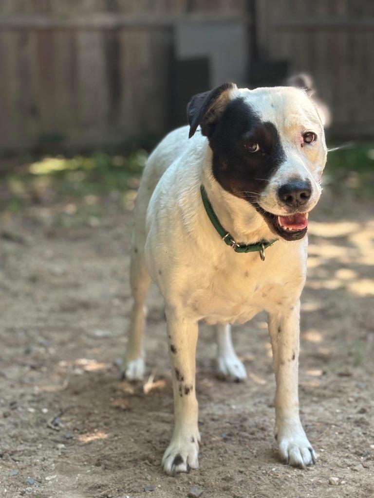 Peggy - LOCAL, a Adoptable mixed breed in Princeton, MA image 2/6