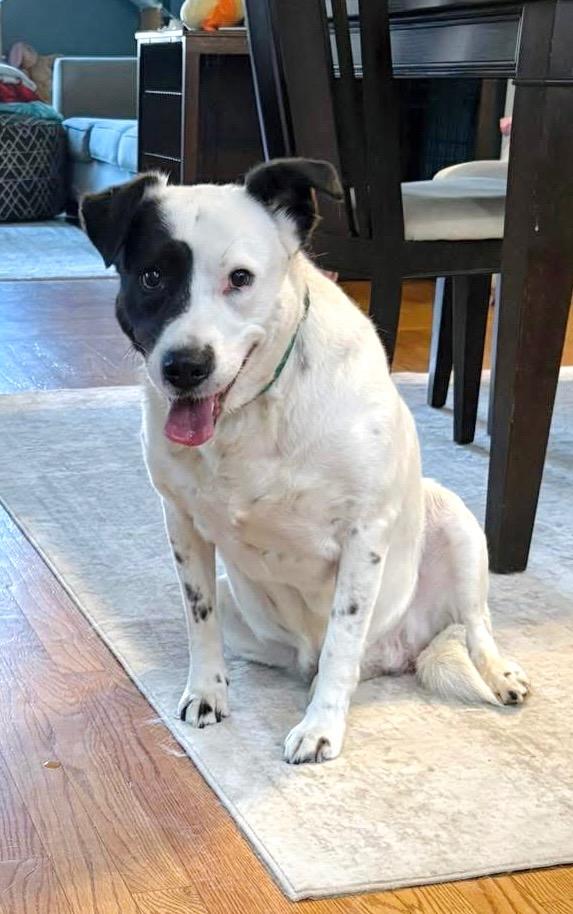 Peggy - LOCAL, a Adoptable mixed breed in Princeton, MA image 3/6