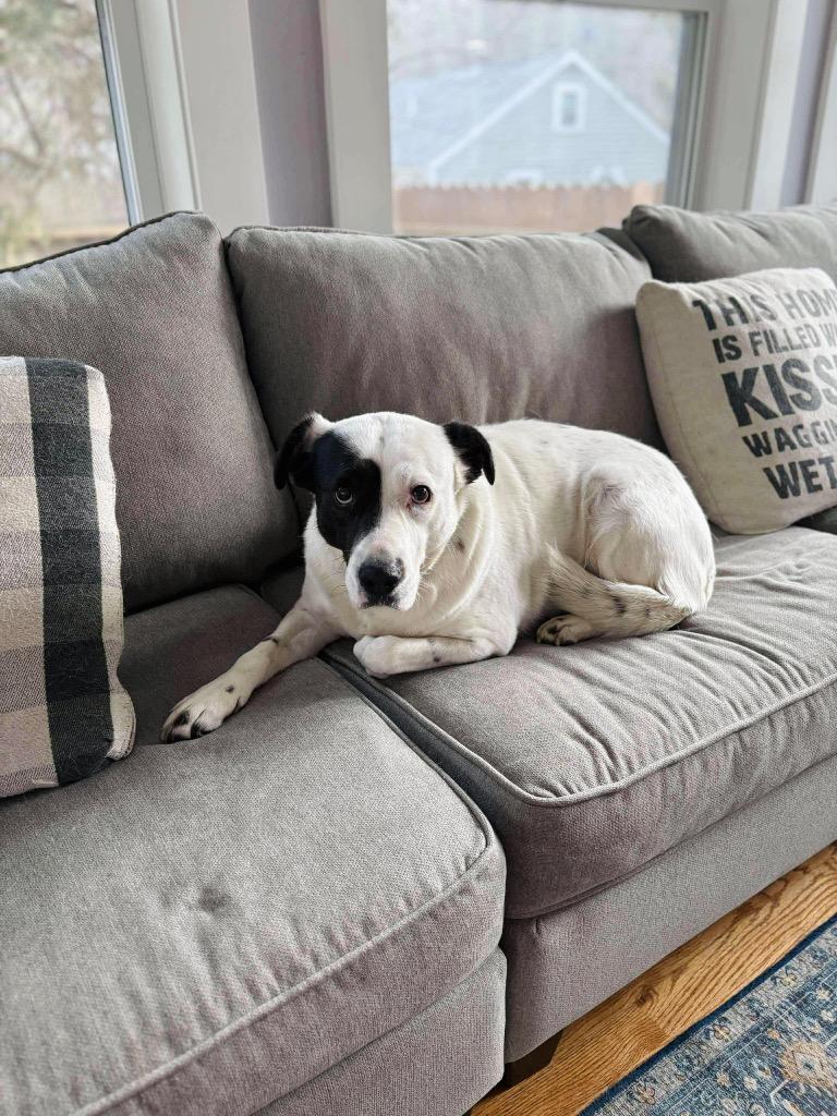 Enlarge Peggy - LOCAL, a Adoptable mixed breed in Princeton, MA image 6/6