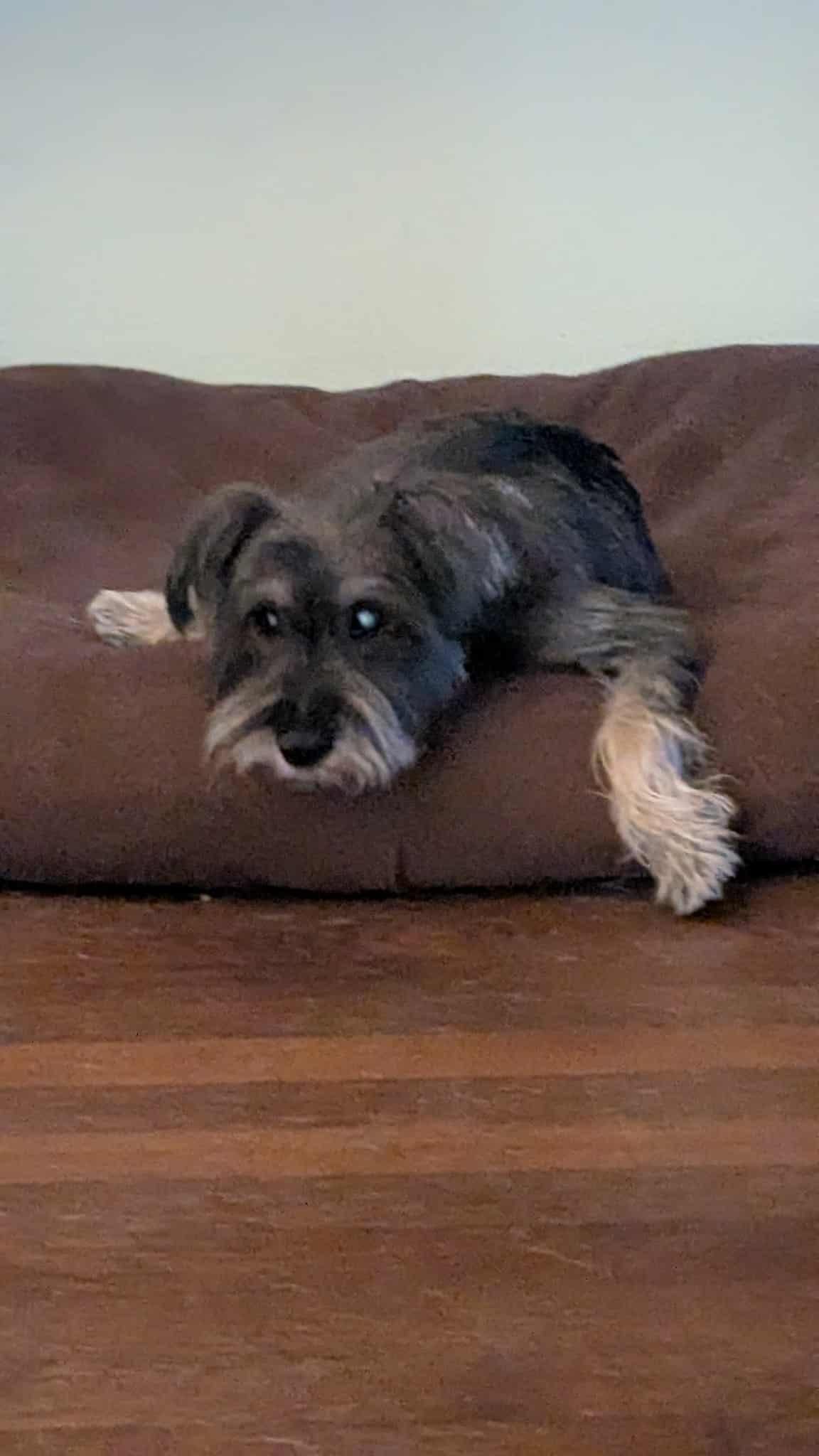 Lil Ozzie, an adopted mixed breed in washington, DC image 2/6