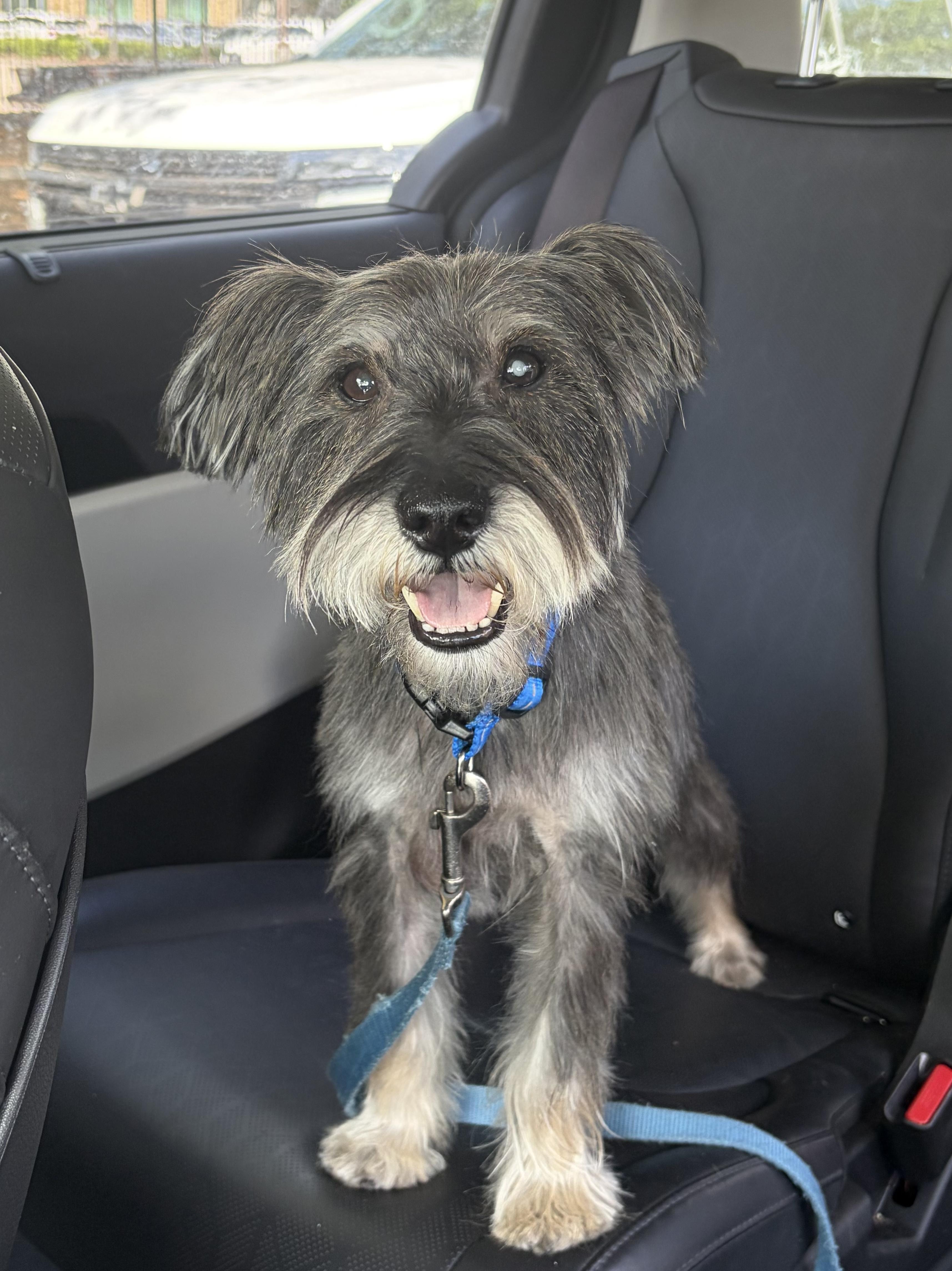 Lil Ozzie, an adopted mixed breed in washington, DC image 1/6