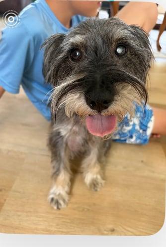 Lil Ozzie, an adopted mixed breed in washington, DC image 3/6