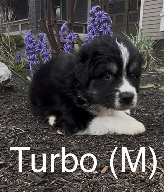 Enlarge Turbo (Truck Litter), a Adoptable Australian Shepherd in New Albany, OH image 1/1