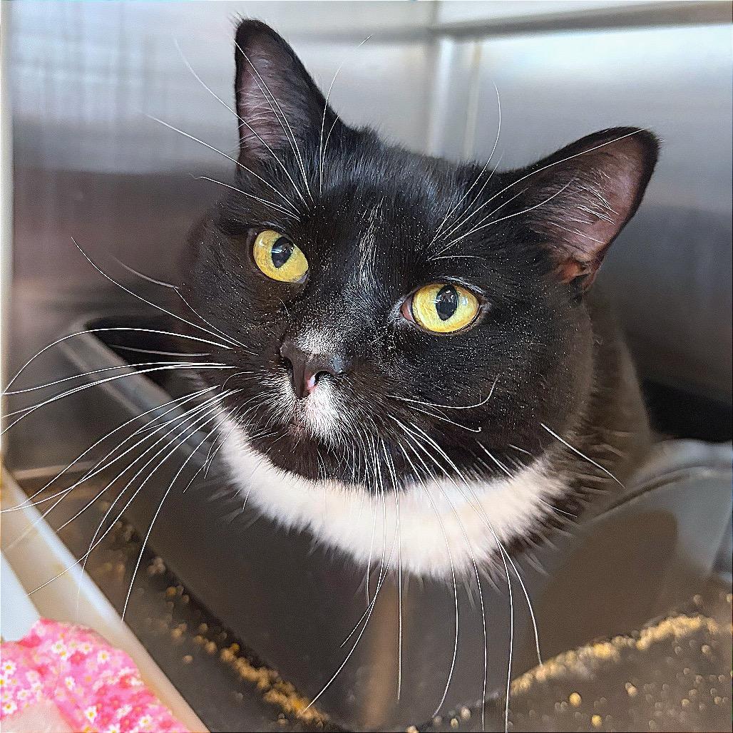 Hulk, Adoptable, Senior Male Domestic Short Hair.