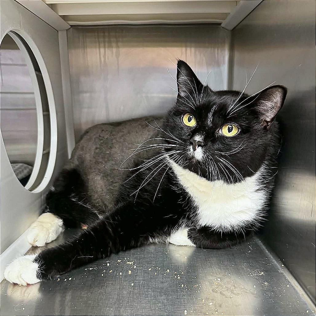 Enlarge Hulk, a Adoptable Domestic Short Hair in Hannibal, MO image 2/6