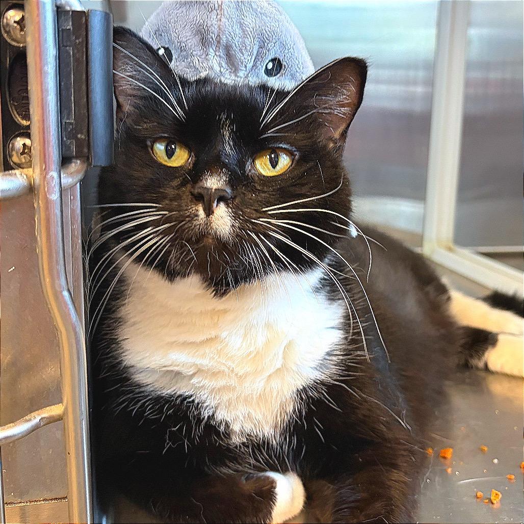 Enlarge Hulk, a Adoptable Domestic Short Hair in Hannibal, MO image 3/6