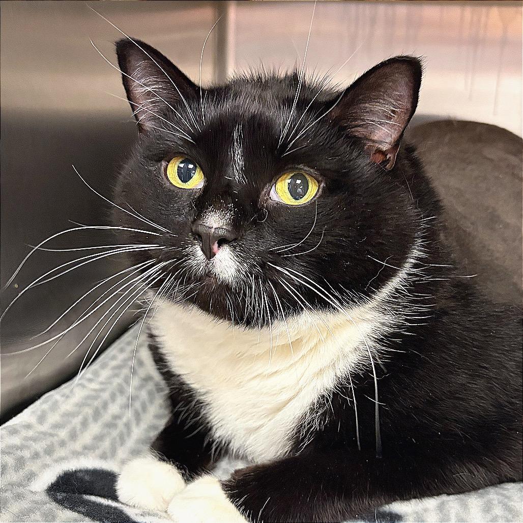 Enlarge Hulk, a Adoptable Domestic Short Hair in Hannibal, MO image 4/6